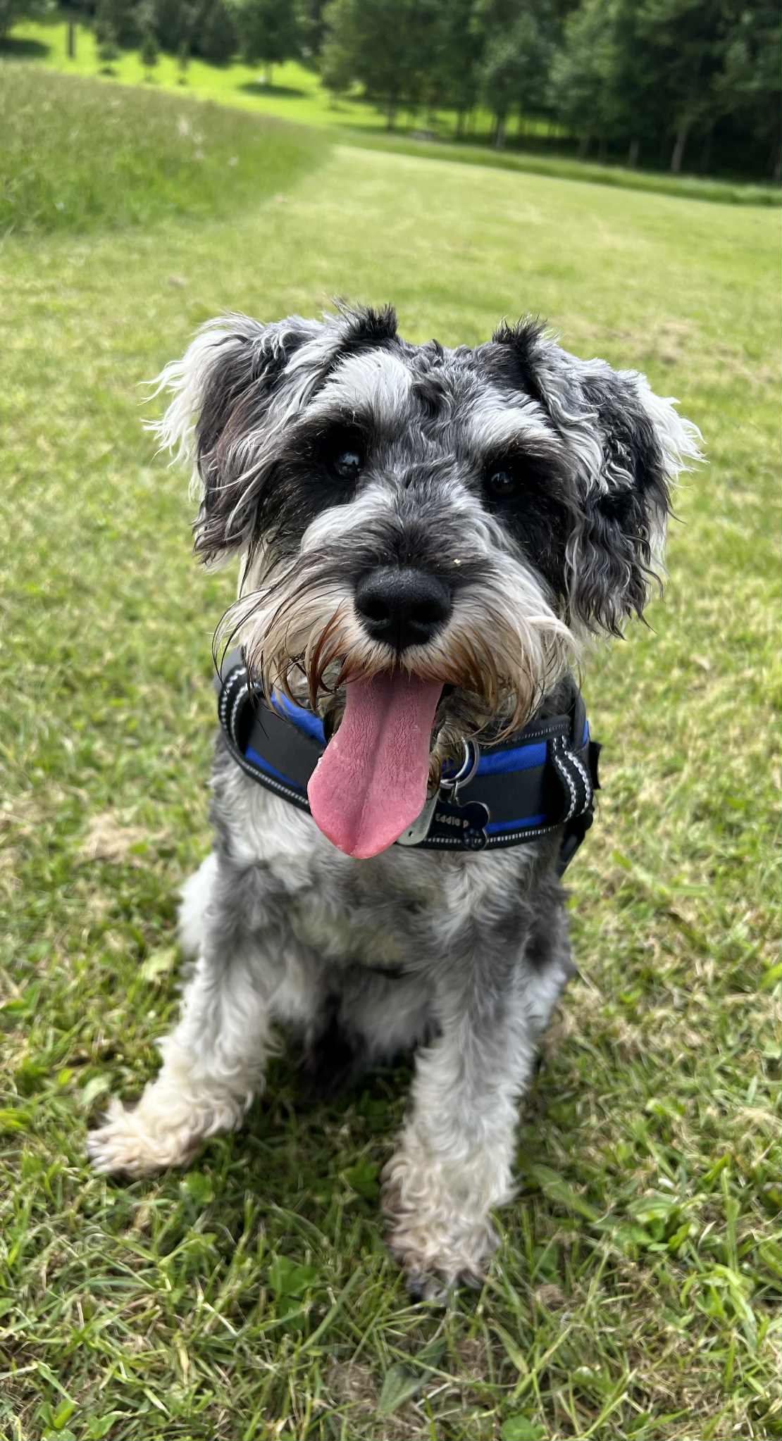 Happy small dog on a walk