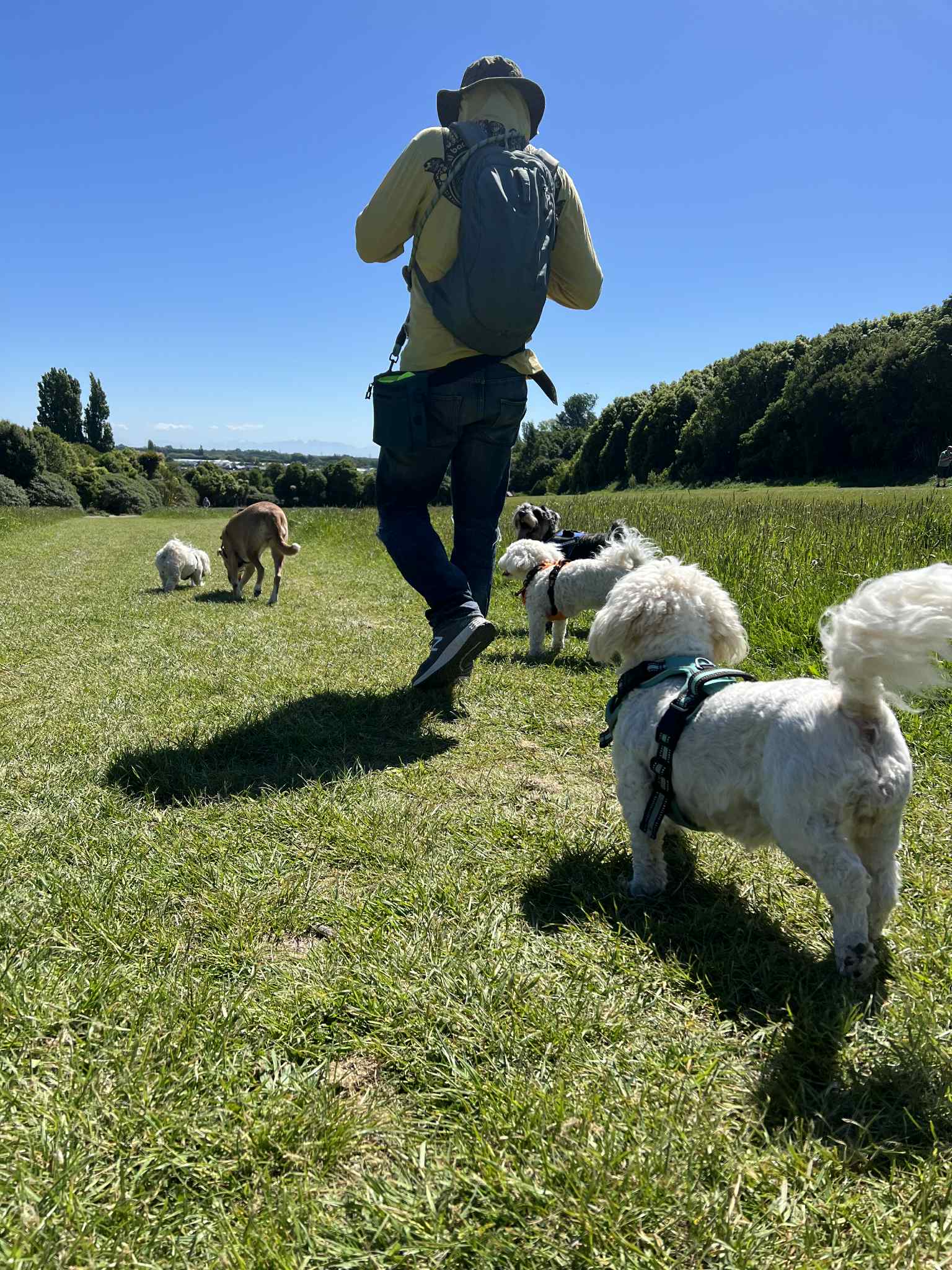 Dog enjoying a calm stroll