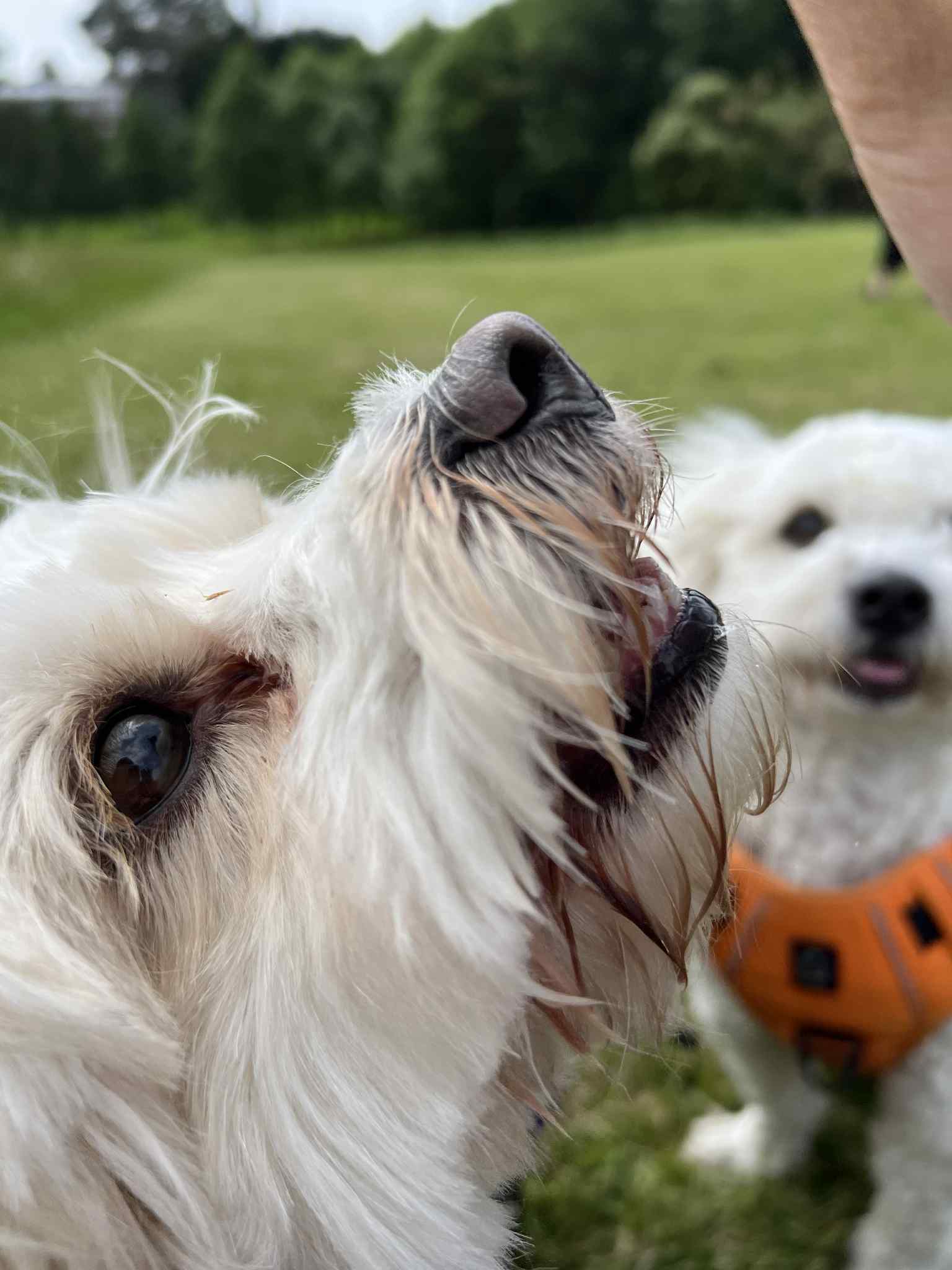 Two small dogs sniffing during a pack walk
