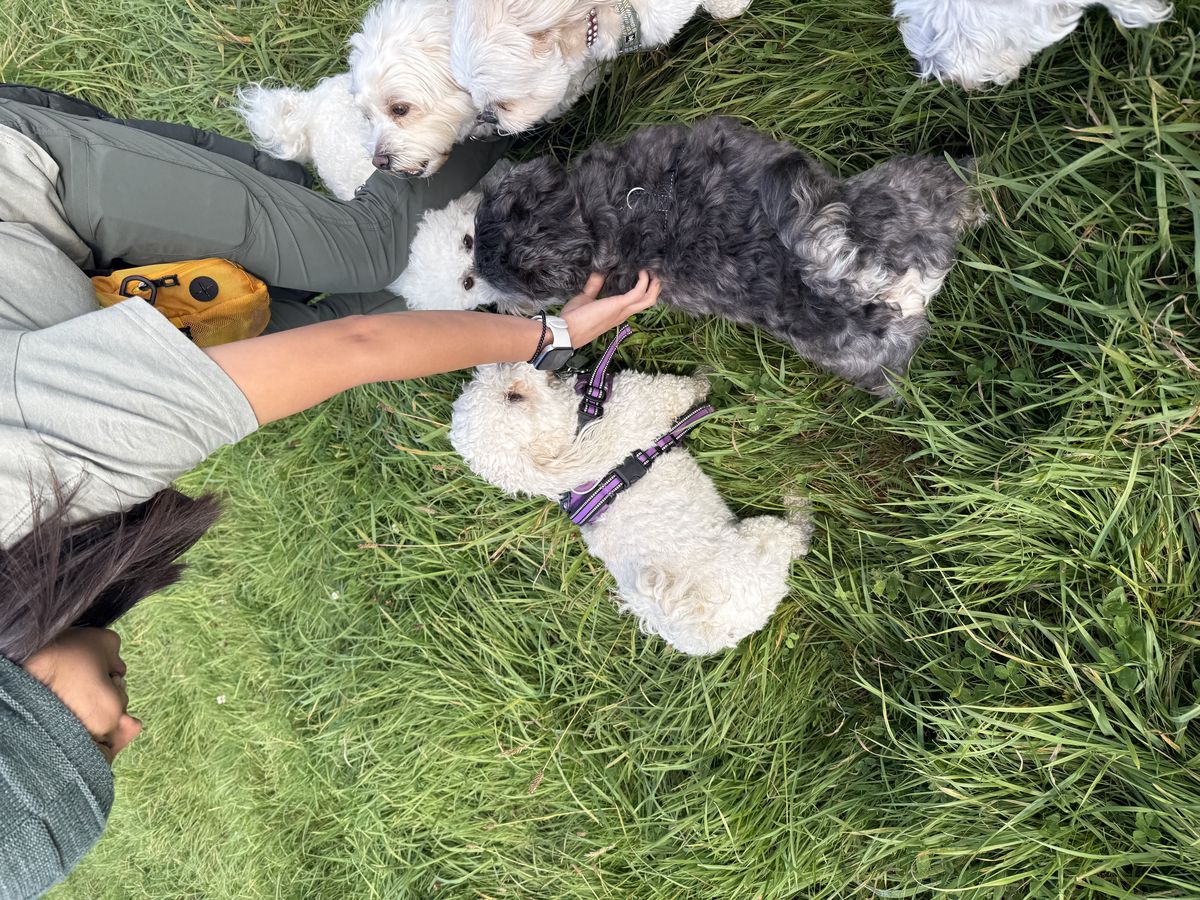 Small dog relaxing after a walk