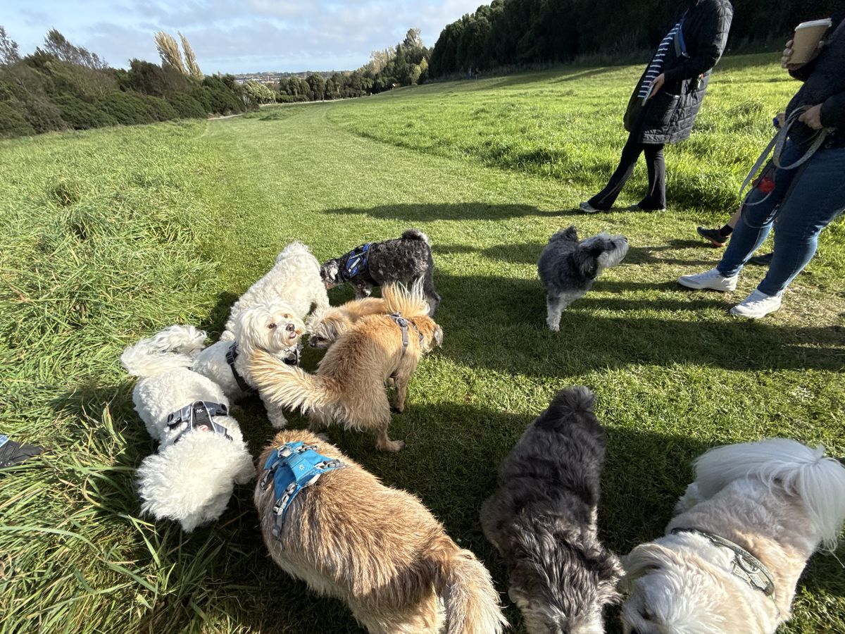Dog looking playful on a walk